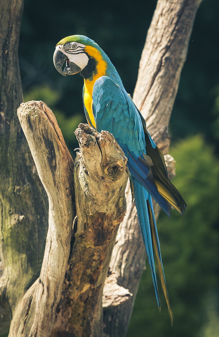 ara, parrot, bird, colorful, ara ararauna, color, blue