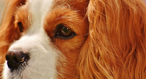 pas, Cavalier king charles spaniel, smiješno, ljubimac, životinja, krzno, smeđa