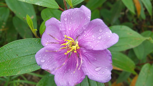 kukka, violetti kukka, violetti, Luonto, kukka, luonnollinen, Bloom