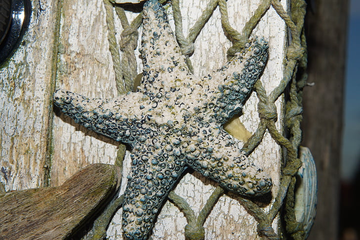 starfish, fishing net, dried, decoration, deco