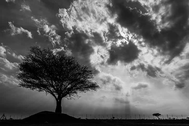 escala de grisos, fotografia, arbre, núvol, núvols, paisatge, natura