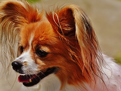 cane, Chihuahua, carina, cane di piccola taglia, animali domestici, pelosi, pelliccia