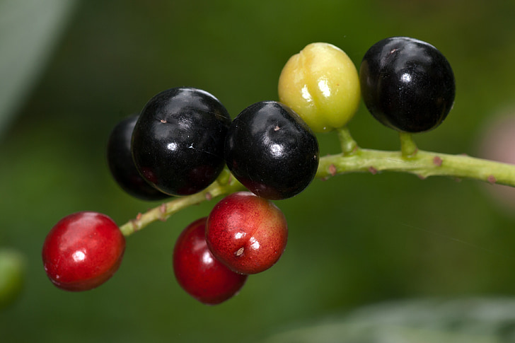 Berry, macro, bosque, frutas del bosque