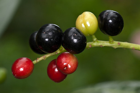 Berry, makro, Les, lesních plodů