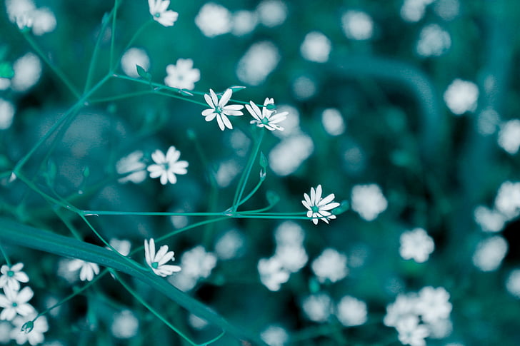 white, petaled, flower, closeup, photography, flowers, garden