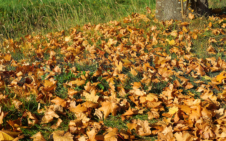 hojas, otoño, bosque, suelo del bosque, color de otoño, naturaleza, bosque del otoño