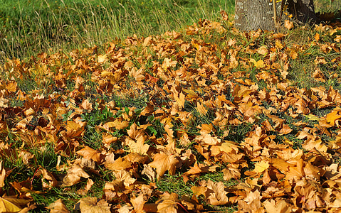 listy, podzim, Les, Lesní půda, barevný podzim, Příroda, podzimní les