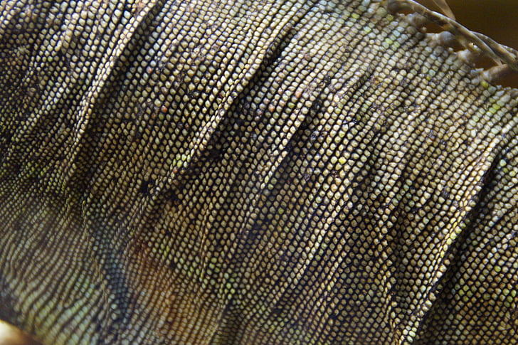 iguana, section, detail, skin, iguana skin, scale, reptile skin