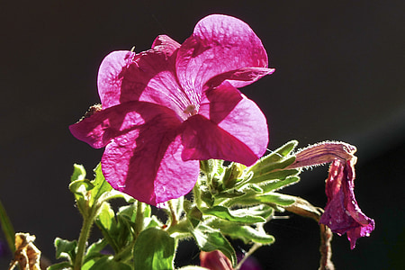 petunia, pink, bloom, blossom, colorful, detail, flora