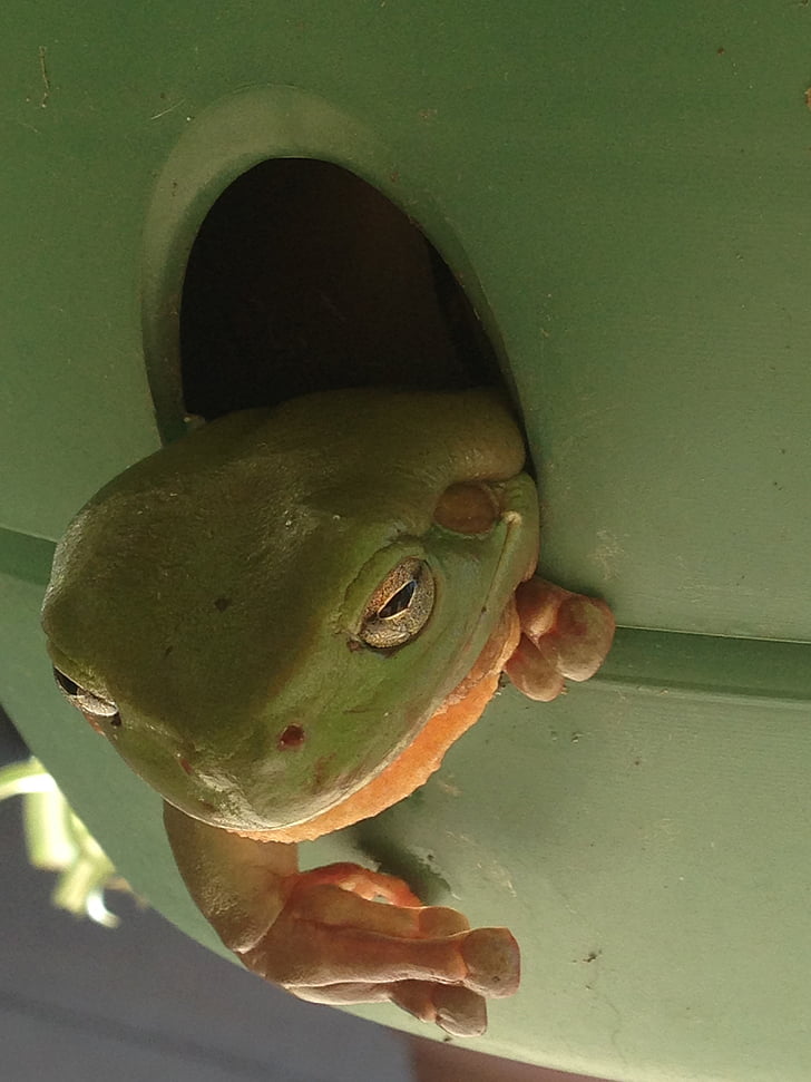 green tree frog, relaxed, plant pot, nature, frog, animal, amphibian