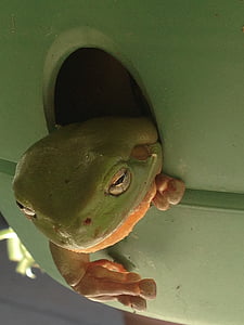Green tree frog, atviegloti, katlu iekārtas, daba, varde, dzīvnieku, abinieku