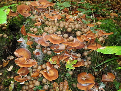 nameko, mushrooms, nature, autumn, leaves, brown