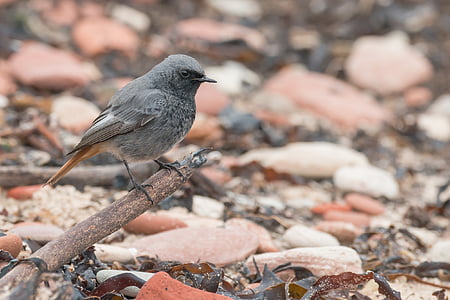 μαύρο redstart, Songbird, πουλί, αποδημητικών πουλιών, phoenicurus ochruros, μικρό, possierlich