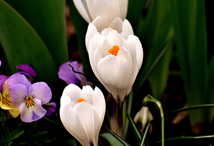 Šafrán, květ, bílá, květ, Bloom, jaro, Příroda