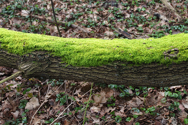 Moss, puu, roheline, metsa, loodus