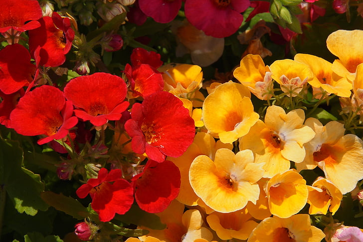 Nemesia, czerwony, żółty, kwiaty, ogród, Latem, kwiat