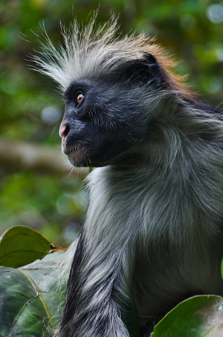 mico Colobó vermell, mico, perfil, Còlob de crinera occidental, Àfrica, vermell, en perill