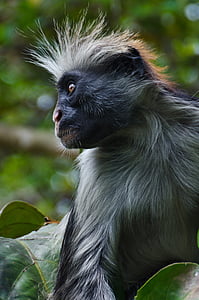 roşu colobus maimuţă, maimuta, Profilul, colobus, Africa, Red, pe cale de dispariţie