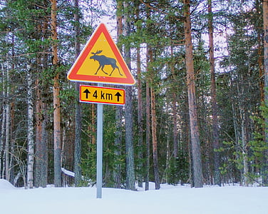 bảng điều khiển, Lapland, động lượng, tuyết, cây thông, mùa đông, gỗ