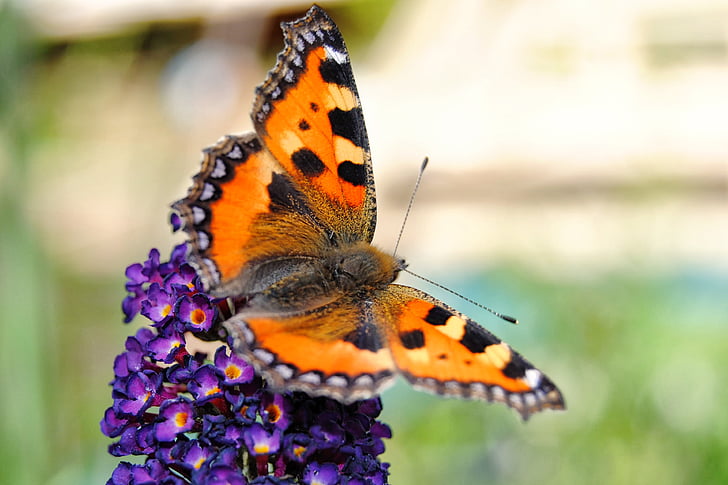 πεταλούδα, άνθος, άνθιση, λίγο αλεπού, έντομο, λουλούδι και πεταλούδα, φύση