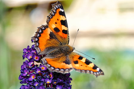 Schmetterling, Blüte, Bloom, kleiner Fuchs, Insekt, Blume und Schmetterling, Natur