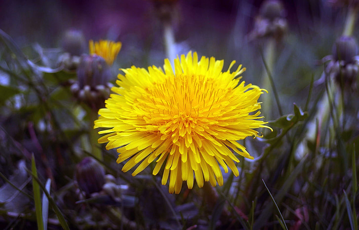 žuta, cvijet, Žuti cvijet, priroda, Opusti se, proljeće, zelena