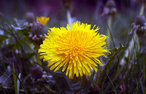 žlutá, květ, žlutý květ, Příroda, odpočinek, jaro, zelená