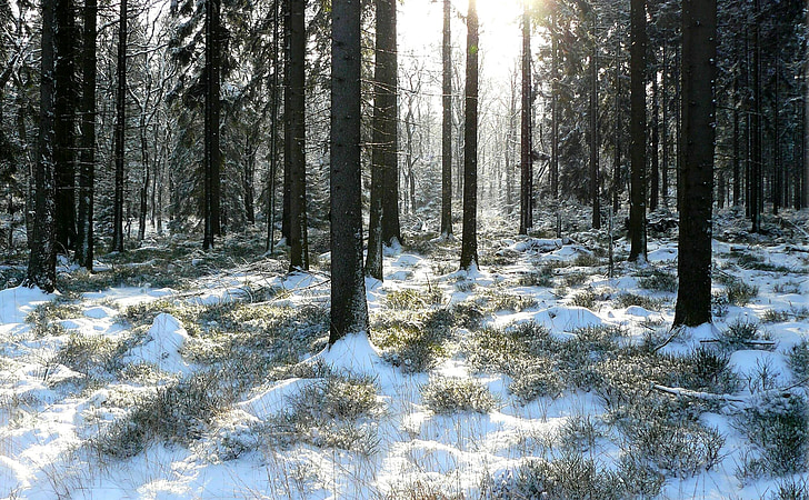 bosc d'hivern, arbres, cobert de neu, l'hivern, neu, hivernal, natura