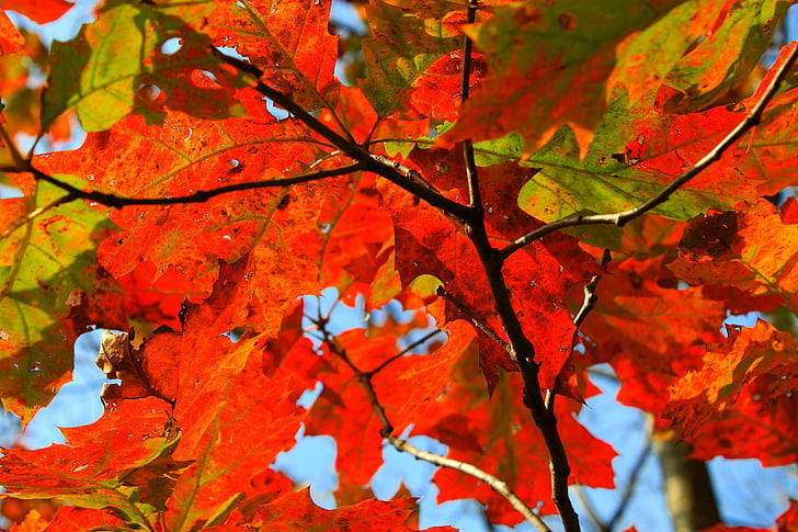 Outono, Outono, folha, laranja, natureza, árvore, fundo de folhas de outono