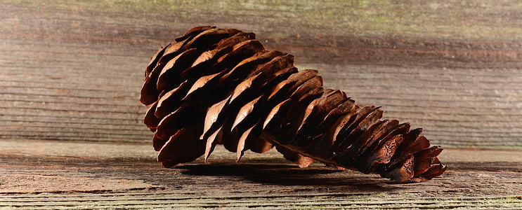 pine cones, tap, brown, conifer, wood, close