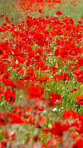 Mak, klatschmohn, cvijet, Crveni, Crveno more, blütenmeer, polje cvijet