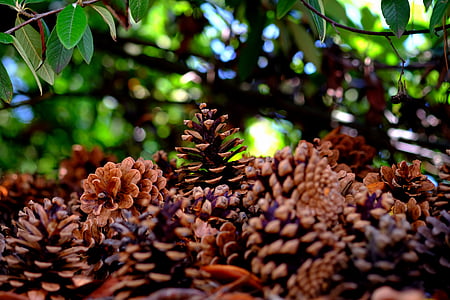 pine cones, many, pine, tree, quantitative, tap, close