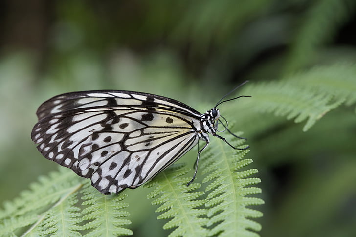 biały baumnymphe, motyle, Motyl, egzotyczne, exot, Tropical, czarno-białe
