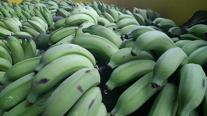 banán, Zelená, cacho, ovocie, Príroda, banánovník, rastliny