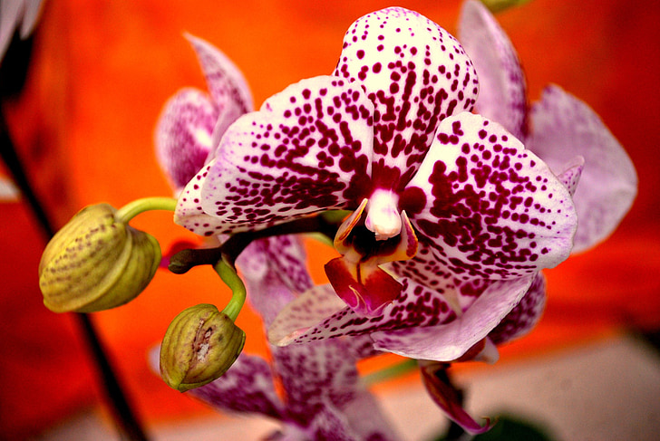Orquídea, flor, tropical, orquideas, floración, flor, planta