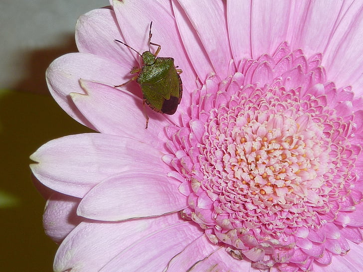 sheildbug, insect, nature, bug, wildlife