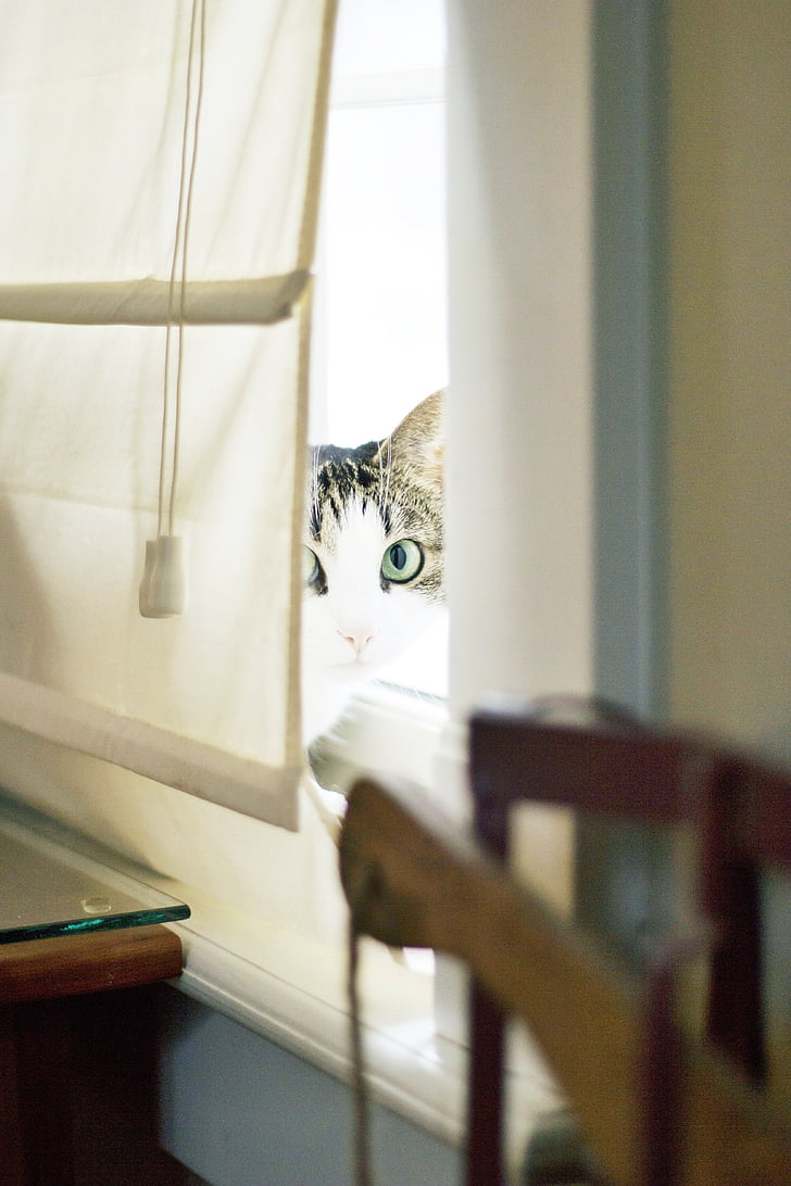 kucing, hewan peliharaan, hewan, jendela, tirai, di dalam ruangan, interior rumah