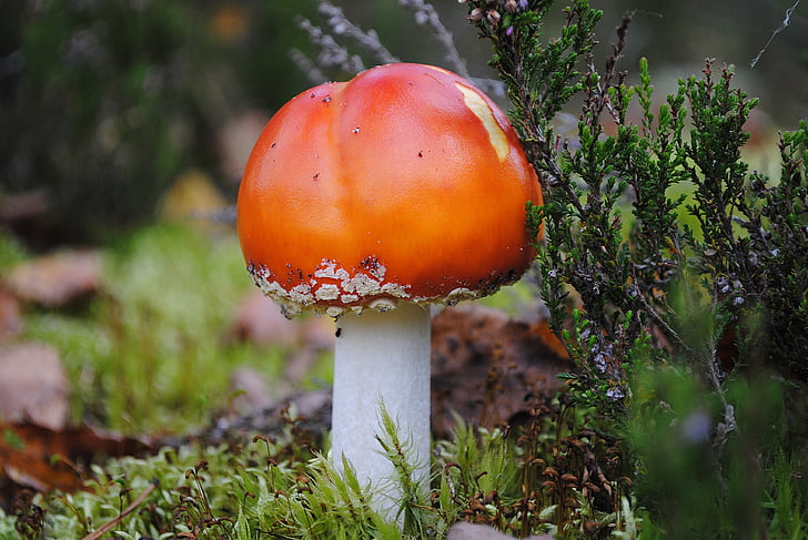 mushrooms, forest, nature, autumn, plant, food, wild