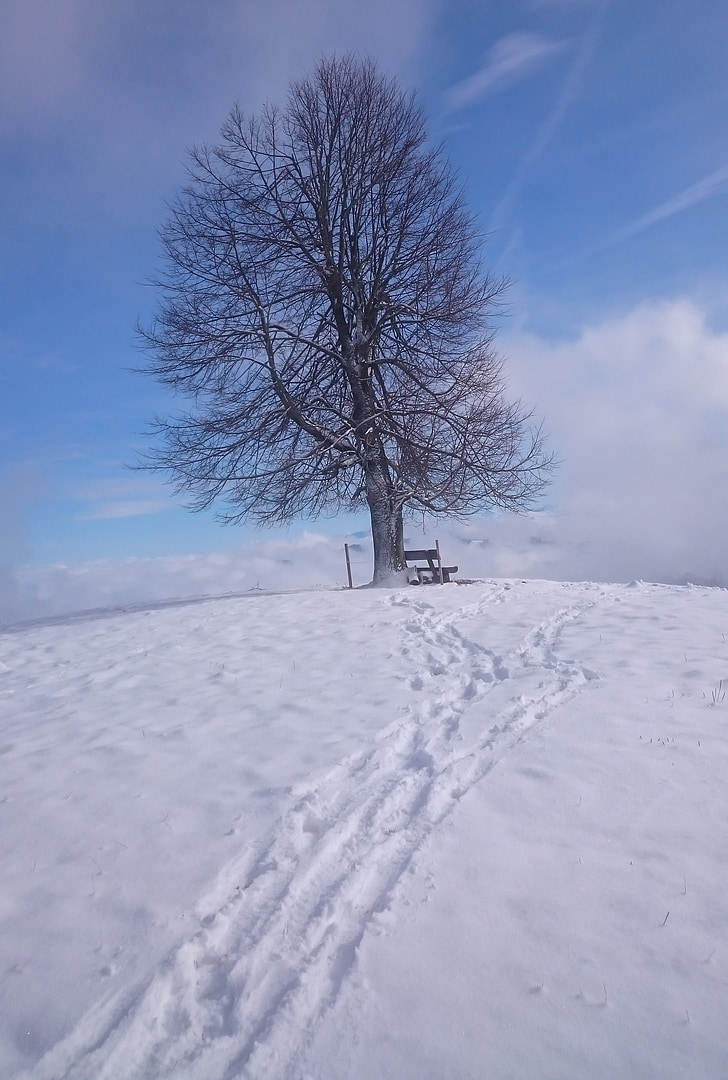 tree, snow, winter, wintry, cold, frozen