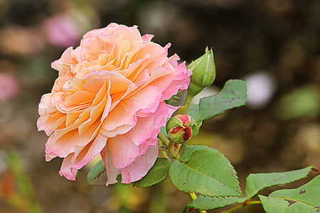 color de rosa, rojo anaranjado, flor, floración, Floribunda, jardín, verano