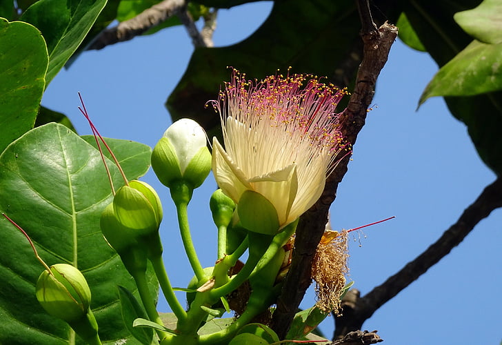 květ, moře jed strom, rybí jed strom, Mangrove, Barringtonia asiatica, Barringtonia speciosa, Lecythidaceae