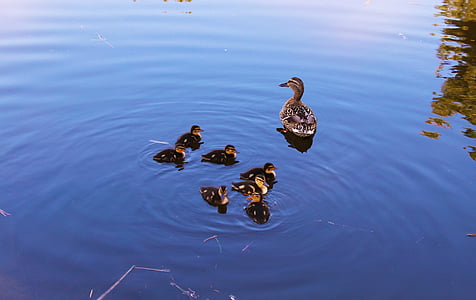 Duck, cannetons, familie af ænder, svømme, søen, vand