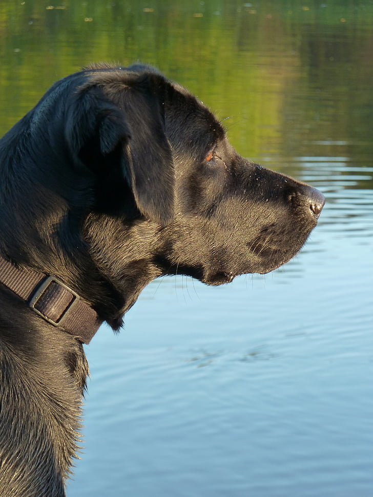 pies, czarny, Labrador, zwierzętom, czarny pies, nos