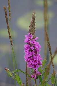 lisimaquia, lythrum salicaria, la base de lisimaquia púrpura, Inflorescencia