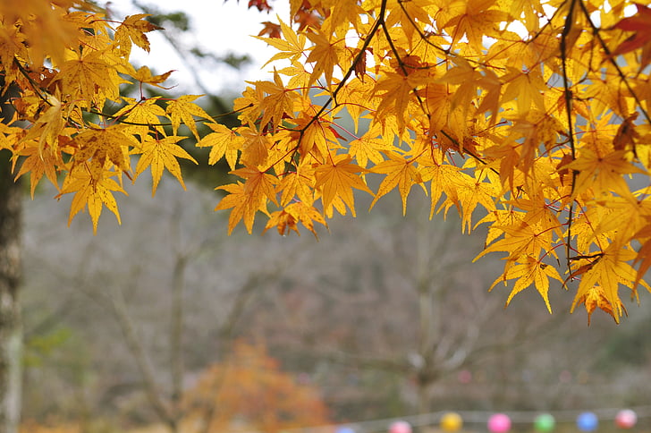 autumn leaves, yellow leaves, autumn