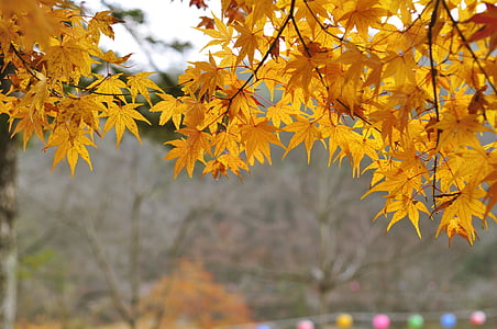 foglie di autunno, foglie gialle, autunno