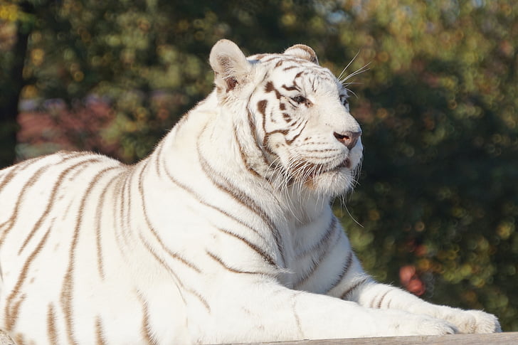 hvid, Tiger, kat, hvid tiger, Safari