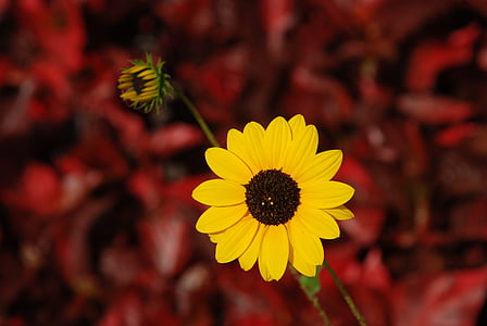 bloem, gele bloem, Indiase zonnebloem, natuur, plant, geel, Petal