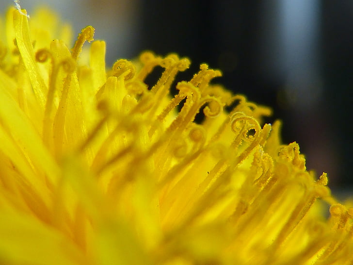 Butterblume, gelb, in der Nähe, Stempel, Pollen, Blüte, Bloom