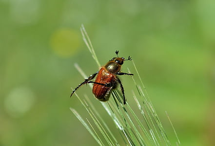 beetle, grass, beetle perched on grass, insect, nature, animal, macro